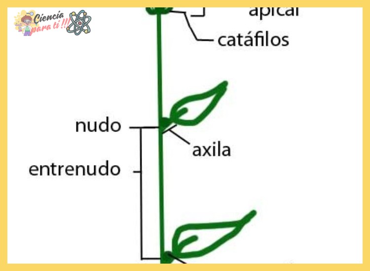 ¿Cuál es el mecanismo biológico específico que hace que los tallos y hojas de una planta se orienten y crezcan hacia la fuente de luz solar?