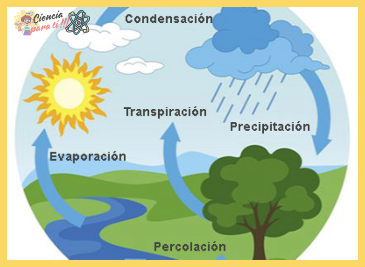 ¿Cuáles son las propiedades físicas y químicas fundamentales que definen al agua en su estado puro?