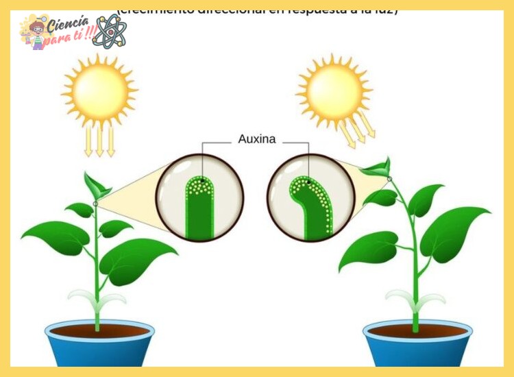 ¿De qué manera el crecimiento direccional hacia la luz, conocido como fototropismo, confiere una ventaja evolutiva a las plantas?