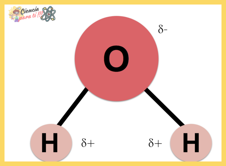 ¿Por qué la molécula de agua es polar?