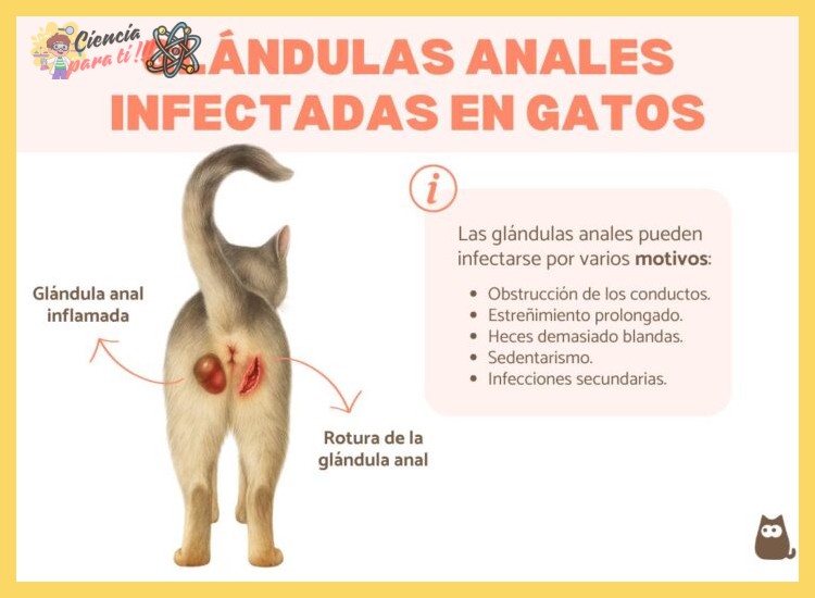 ¿Qué comportamientos o signos, como arrastrar la zona anal o lamerse en exceso, pueden sugerir que un perro necesita la expresión de sus glándulas anales?