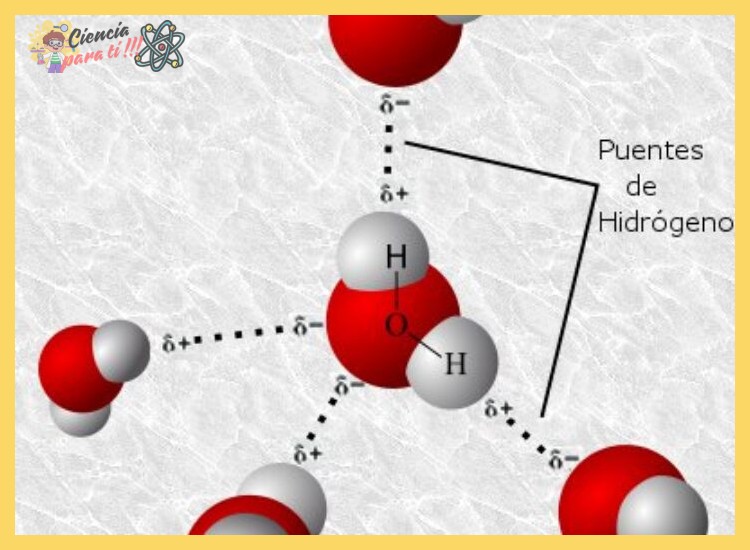 ¿Qué son los enlaces de hidrógeno en el agua?